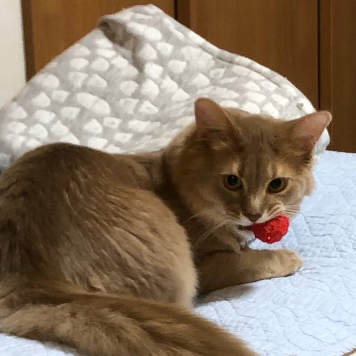 21862d75 ce9c 4234 b0d5 e52ac38cac42 1575117727198