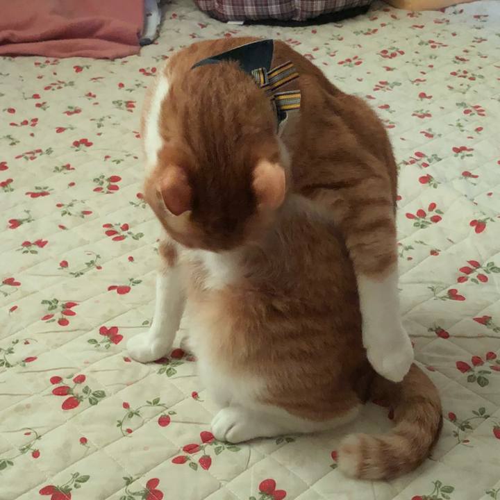 21887a96 4fc9 4bca ab5c e98045bdc2c7 1536117449592