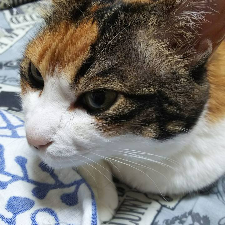 218a3669 70b9 41ca 8126 02fa11984e57 1528234921508