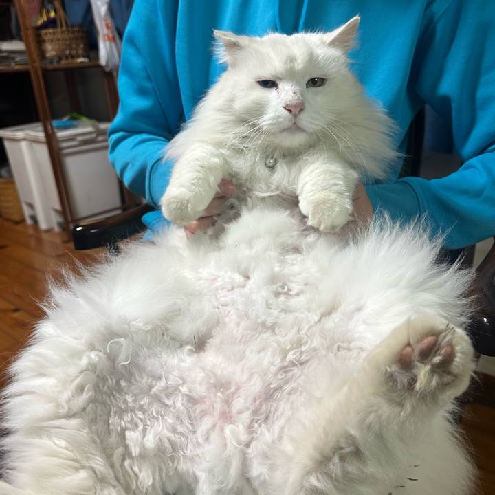 218e51d5 f629 4307 bce8 a1c4ef7ce409 1767698290928