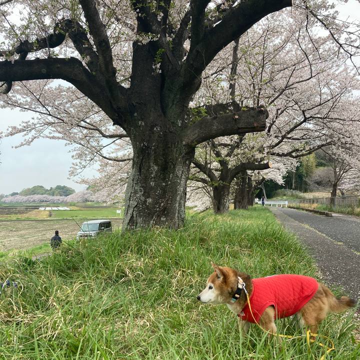 218e7f62 c930 4957 9b56 07918d2867e0 1775279407541