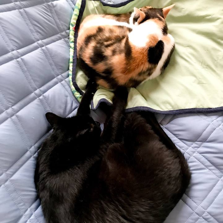 21903fd7 598b 421d a571 43d5f6a5aa74 1530796807606