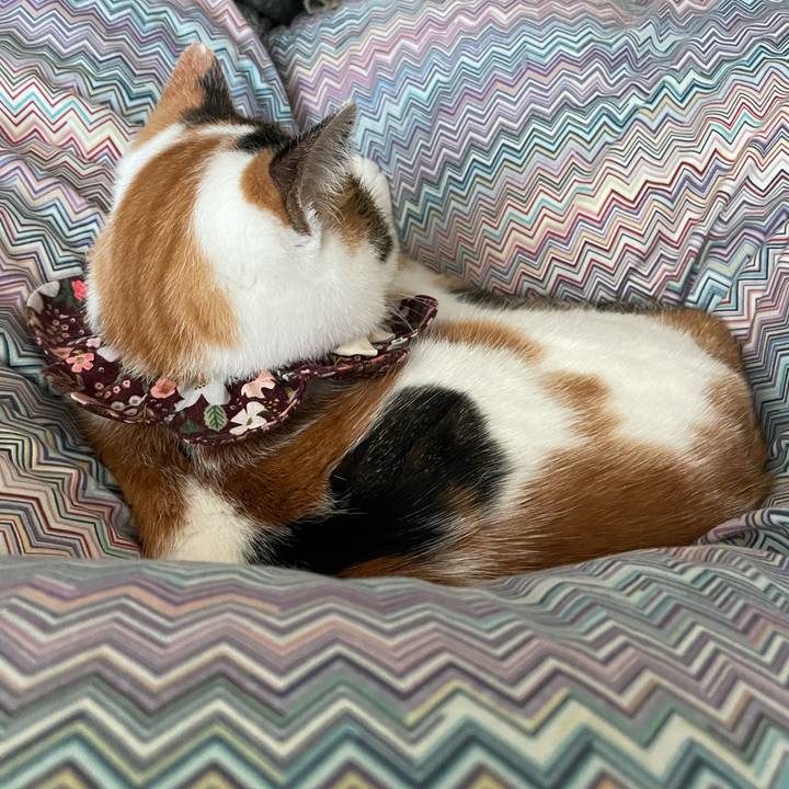 2190c267 d214 483a 9e8e f57fa3feb627 1731367943141