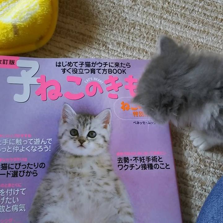 2193d549 c5ad 469a 87e6 2a4e2ebc9716 1558409975347