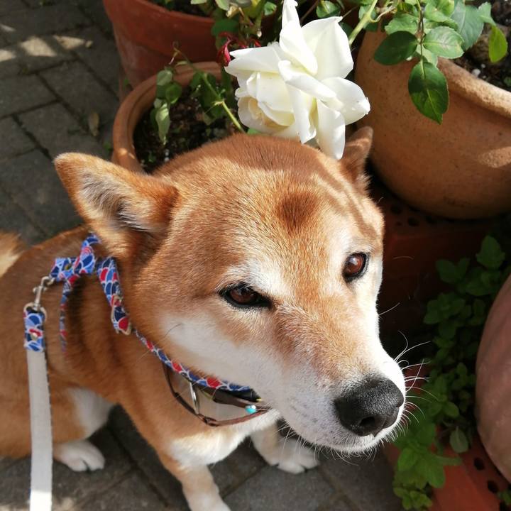 2194bb82 f284 486c a4fe f925684449b3 1620778619456