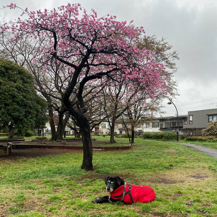 219630e3 6063 4c74 a8ac dc61de3570b3 1743245277190