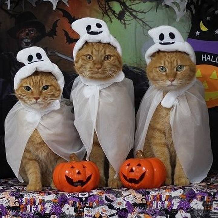 21978243 40f8 4ba4 b39c e78351177087 1604136482588