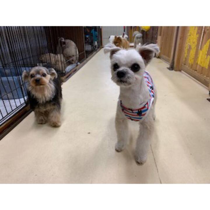 21983032 c076 4e04 97b2 9f0654808929 1555724003388