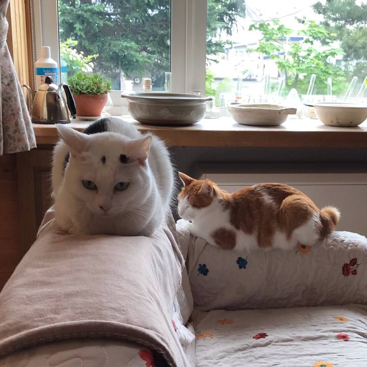 21987be3 0dc7 4fe7 b13a 13339d073bb0 1561155348474