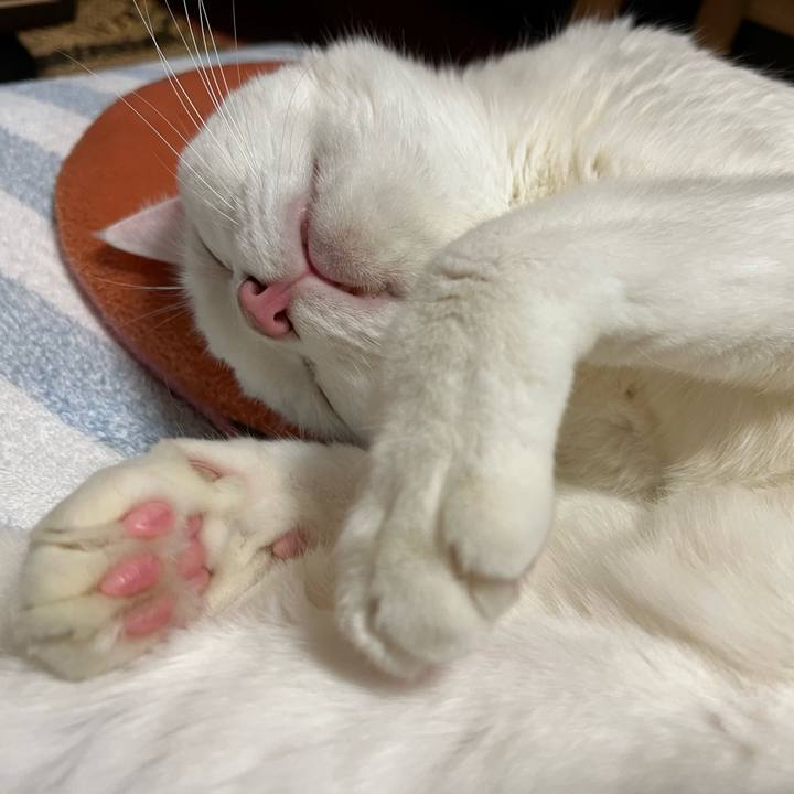 219a107b 9361 4993 8fa6 5c68bd97846e 1665918613787