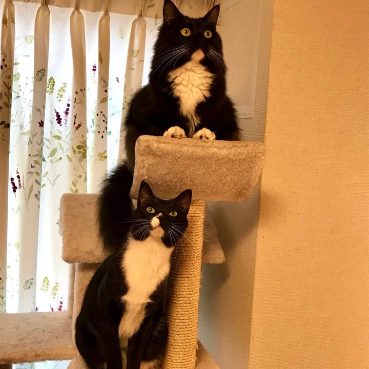 219ace52 cef4 416a 860f 516756ac5388 1520897420845