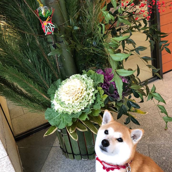 219cdb7b 0b4e 4df1 b3b4 9da03c430aae 1545814166376