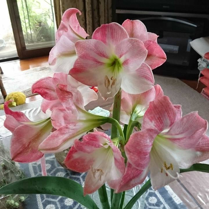 219d6b0f e3b7 480e a10e b8bb7b59a3be 1529018165546