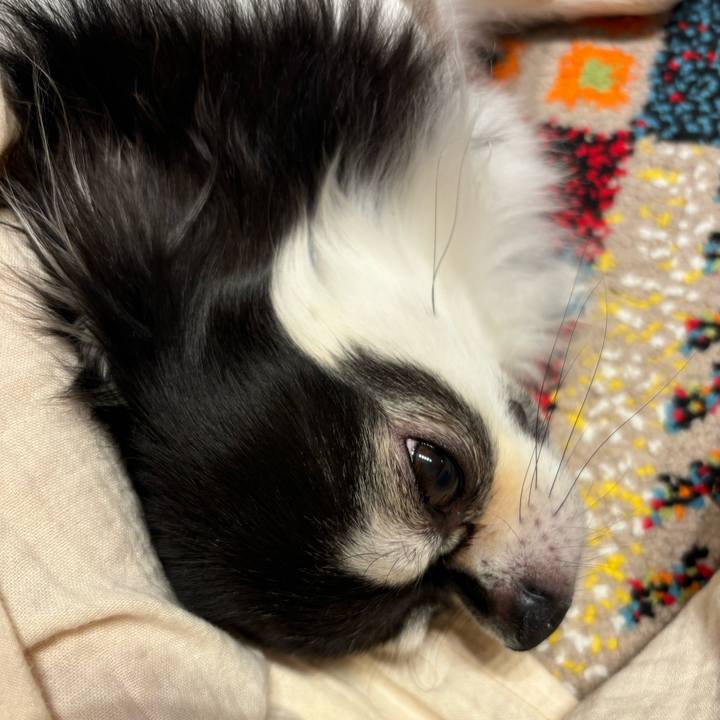 219eb060 0a57 4856 8a82 54c7be66abee 1730566105954