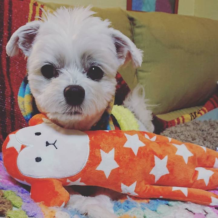 21a23f68 c0ac 4e0e 95c5 d7d953664671 1576319364850