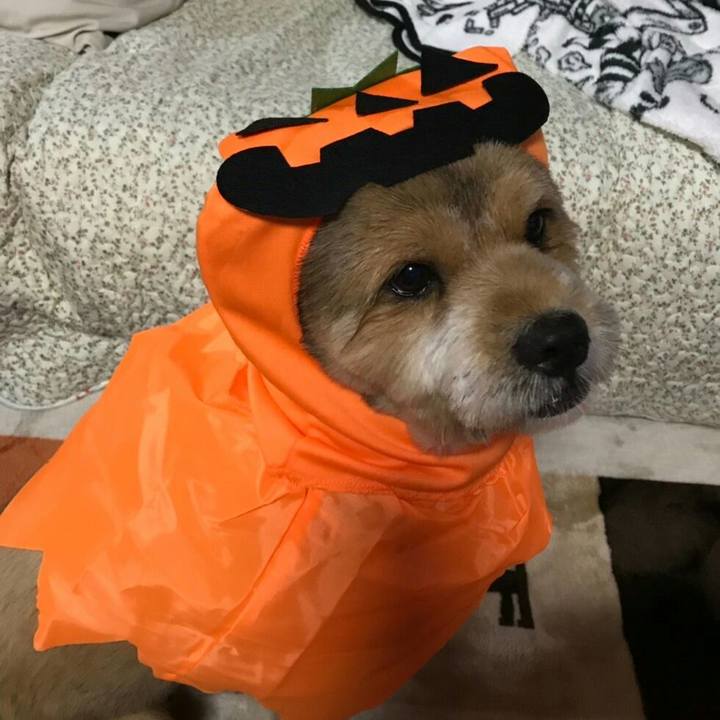 21a6e770 cff3 45b6 87bf 422c43c47322 1540124976235