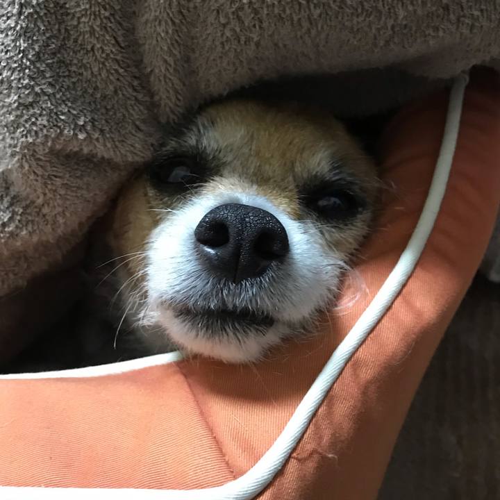 21a7aec3 35ca 46e9 83e8 34cef9097cd1 1555338178792