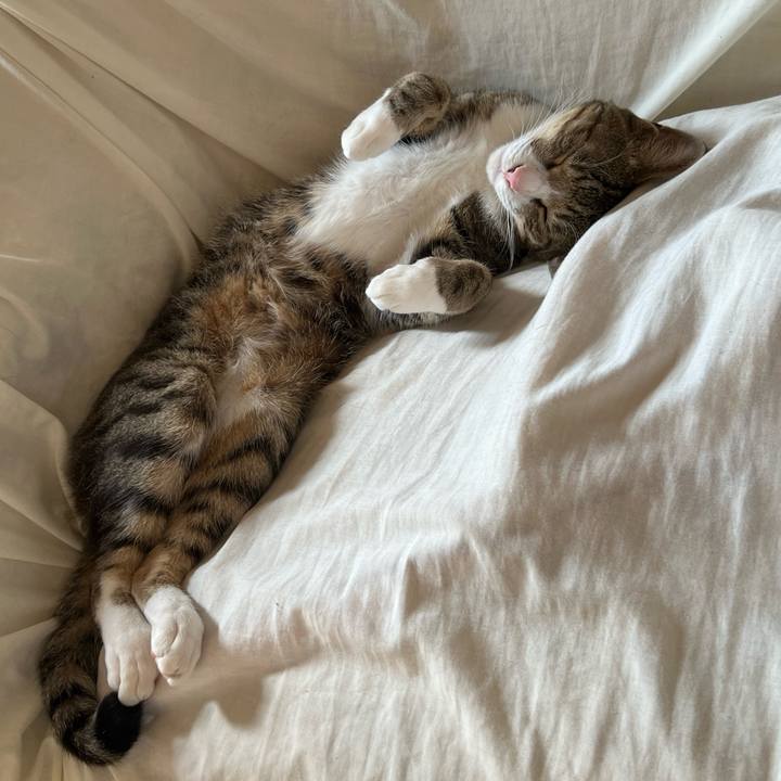 21a80b06 1f98 4c2a a1b3 6c52000e90aa 1731560618643