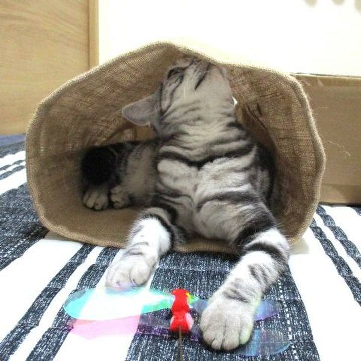 21af0f45 0c65 48e4 aacf c139cadc443c 1539335934209