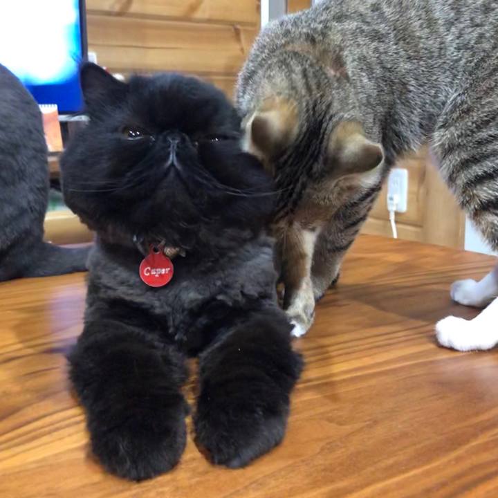 21b3d47a 1712 467d bbca 4c23b3c0e832 1563762292752