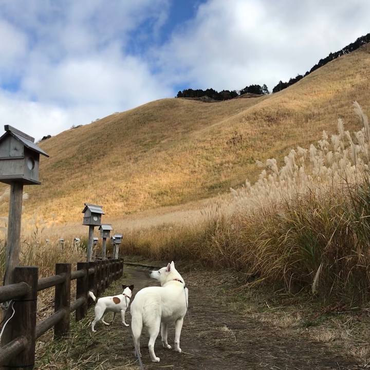 21b571c2 addf 4d92 ad54 c4c264056c03 1510477380884