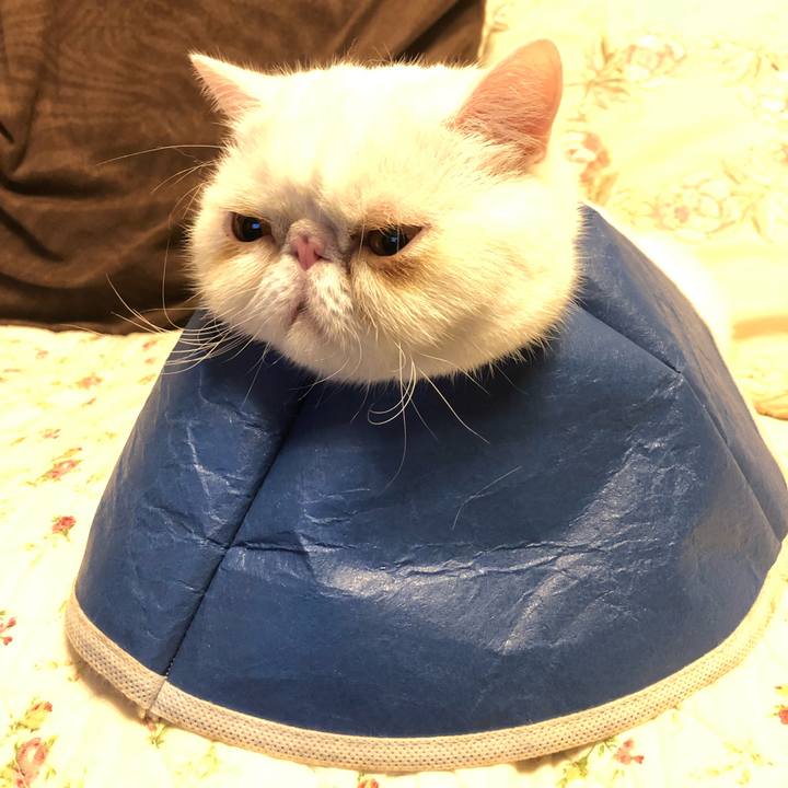 21b5a66d cf0f 404d a896 ad3cfd9642cf 1635078593303