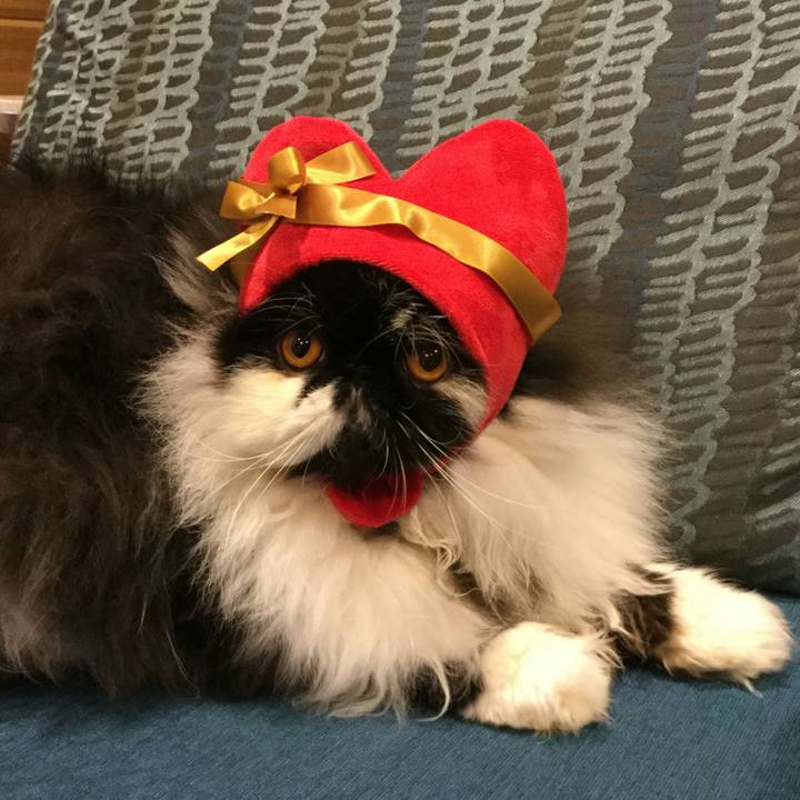 21b8b22a 9e46 4fa7 9a6b bbbc63ab3f03 1518606002010