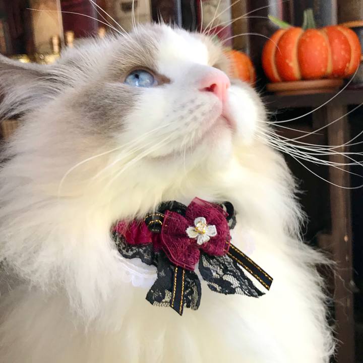 21bbe5fd 67f8 48f5 bce3 df4e7f182ad3 1601291040757