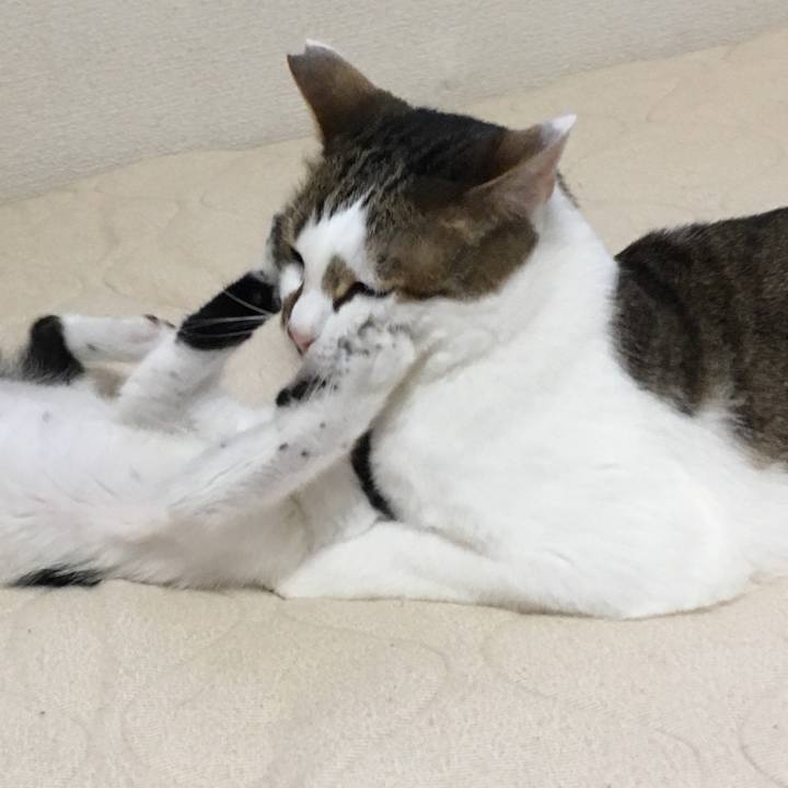 21bc2b98 286d 4af4 b1d6 da68179360c4 1530234975203