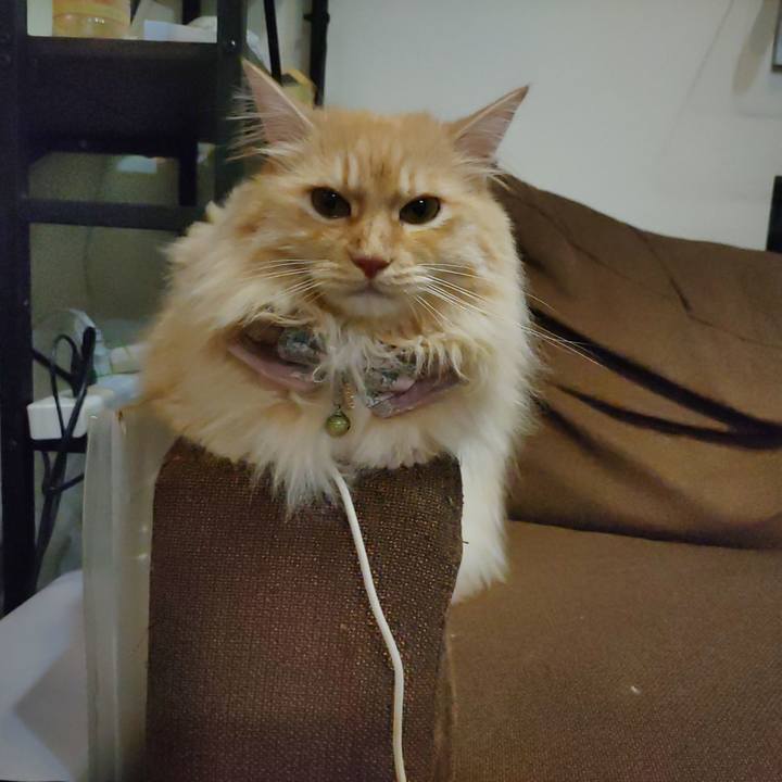 21bf2b3c d813 4c48 8afa 52fd104e5733 1721996256919