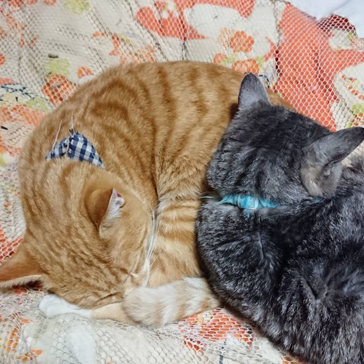 21bfb261 538a 4346 b6f0 90bba03e330c 1573561545129