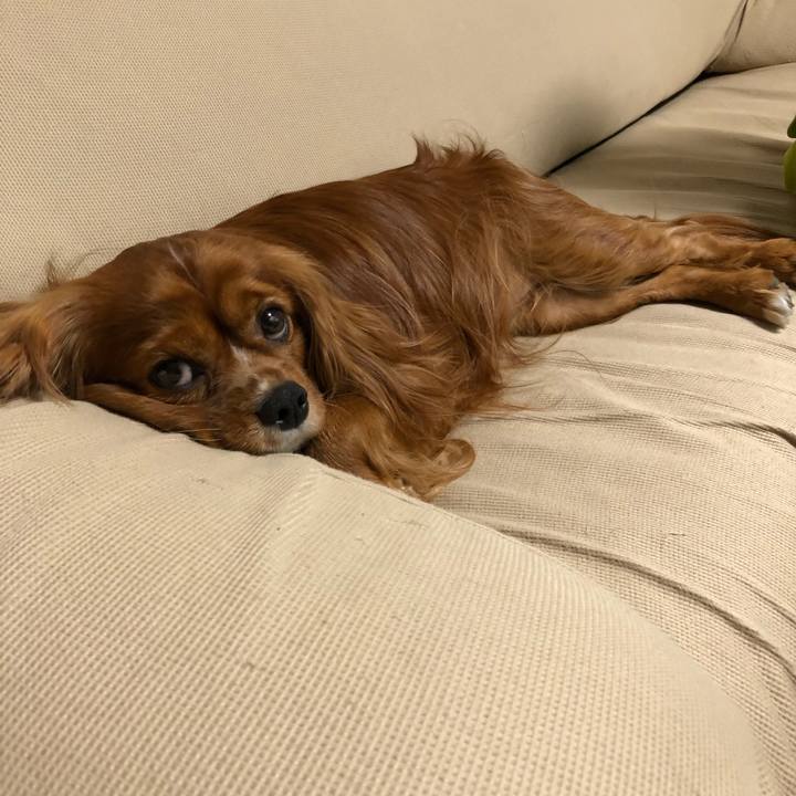 21c12a12 1981 4d36 a9a2 06ad173da2b7 1589551899631