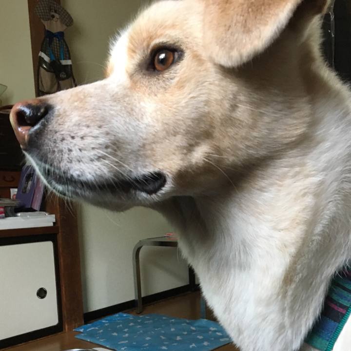 21c2f834 29c3 4982 8f61 78e4738dc2a1 1530345047595