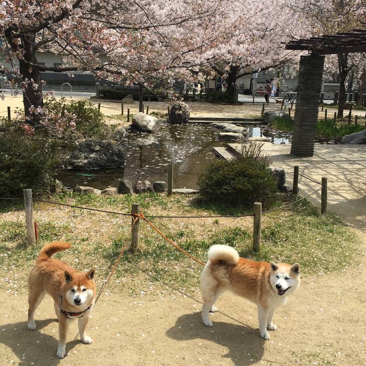 21c3cbb9 58d8 4638 bc60 2521e2ae67c2 1522565331150