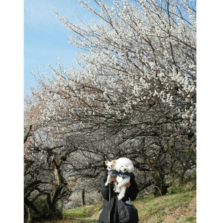 21c5e8d6 4142 4270 8543 fc2b7e6b446b 1521468555398