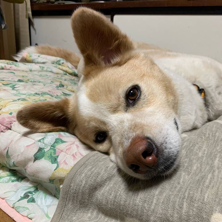 21c7f2c1 8719 4a2e a3b1 c94764a36f70 1588589688228