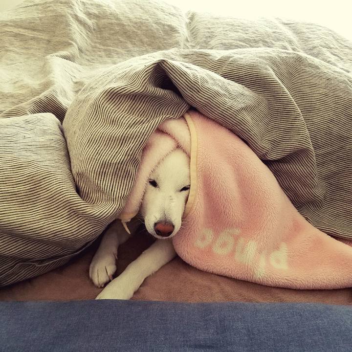 21c80f91 0abc 4ff0 8cd6 d25f713ca3ba 1513349250808