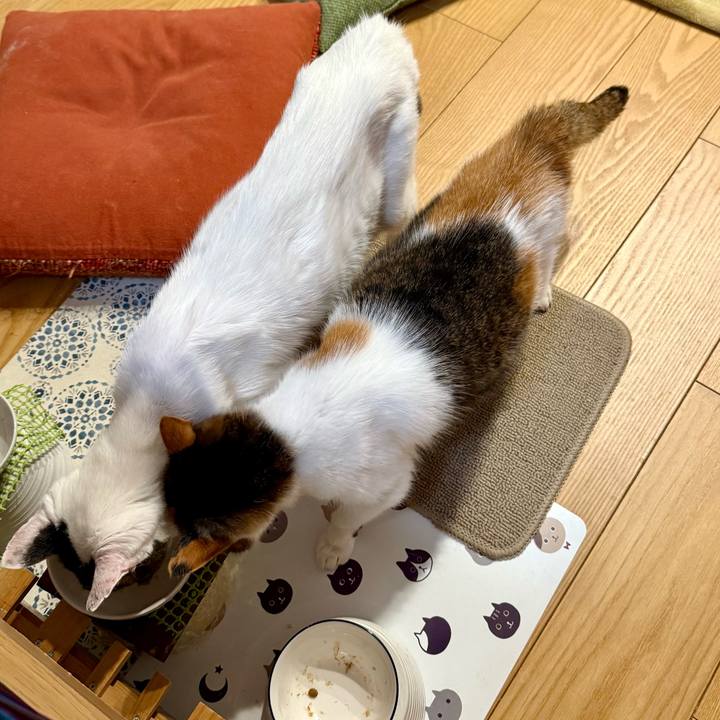 21c839e6 df81 4cfa a206 03074aff8ea1 1765976058732