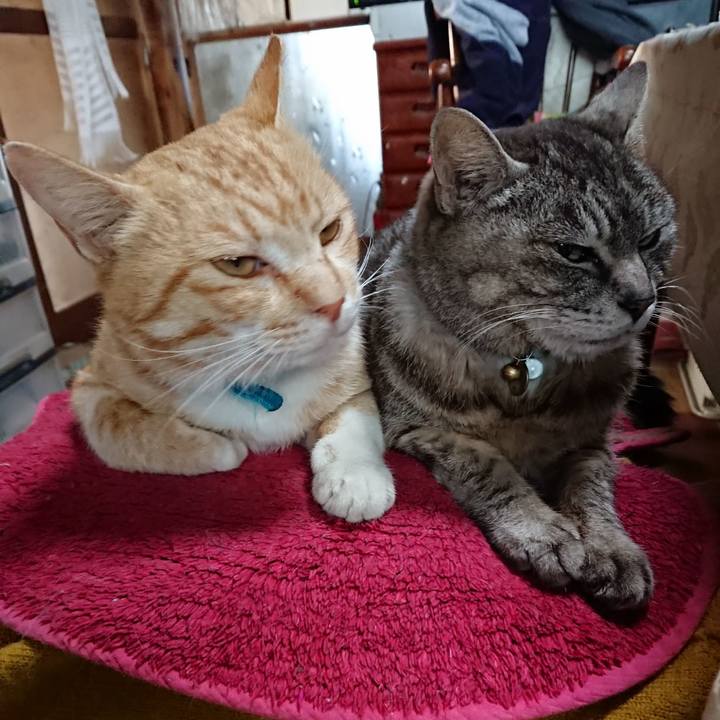 21c8a9e2 6923 43e0 91e8 fc98de19a16d 1557438576928