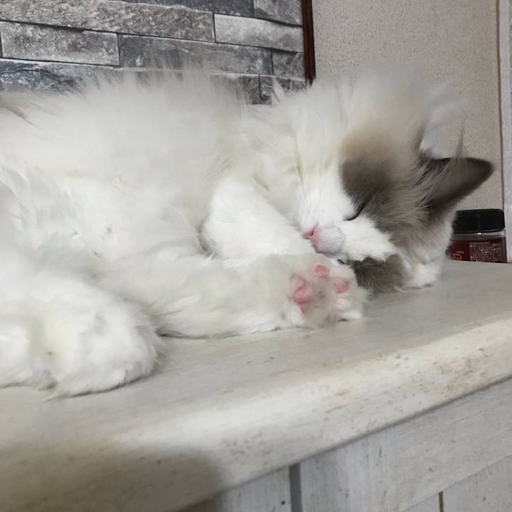 21c8c52e 5f62 4da9 8b48 c3075511c8ba 1574938269768