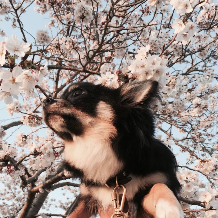 21ca3409 cfeb 4b36 89f0 6cdb6549838f 1522231036712