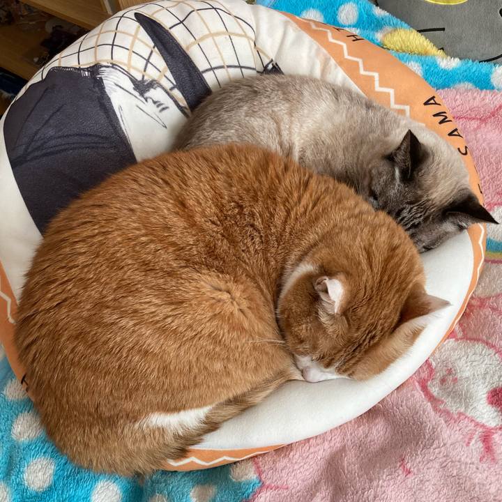 21cbdcc5 c635 4dc2 9aa7 8b0a26203698 1770356408777