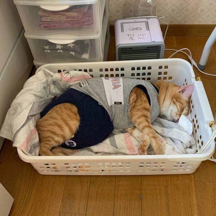 21cd038b 3250 487a 8e95 f098e1f39386 1603585220259