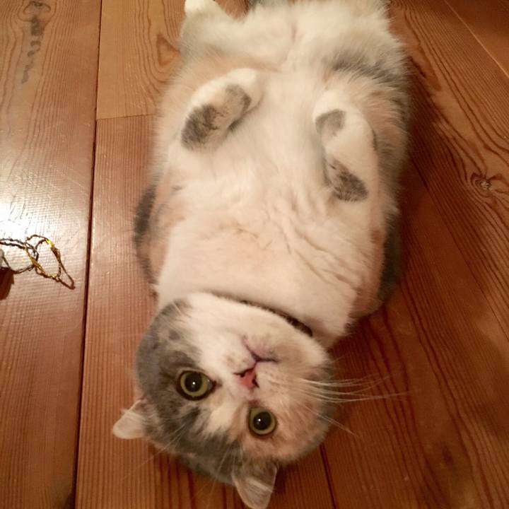 21cda360 2ff5 489f a6af e17330b83cd4 1546337284597