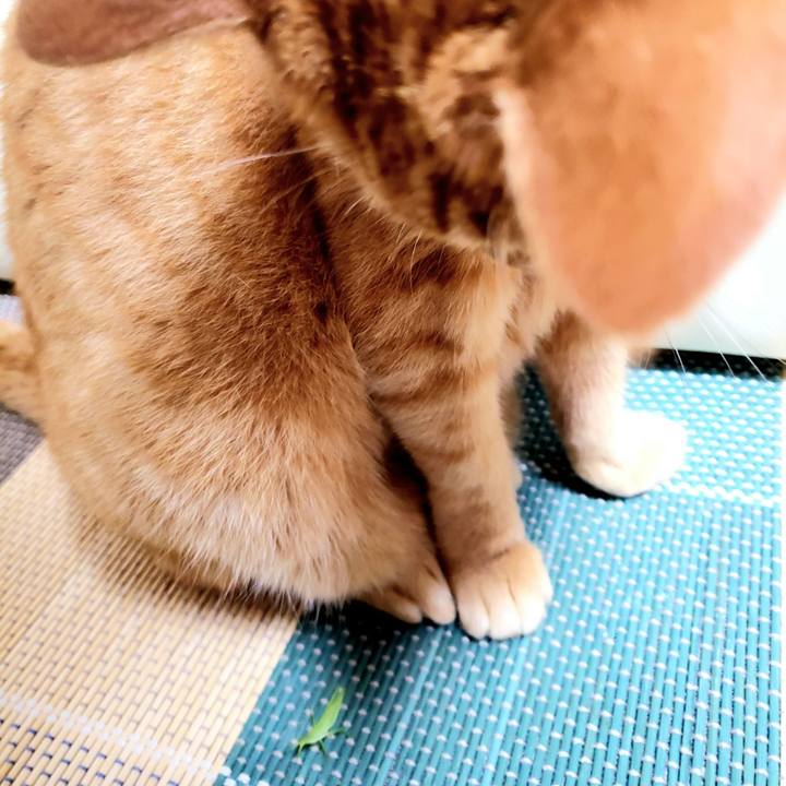 21cdf70c cee1 43c3 a762 7b84b2519bf7 1722748276875