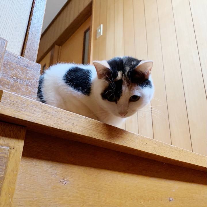 21cf1e2d a7d3 4a25 9129 120be63aed01 1550022604954