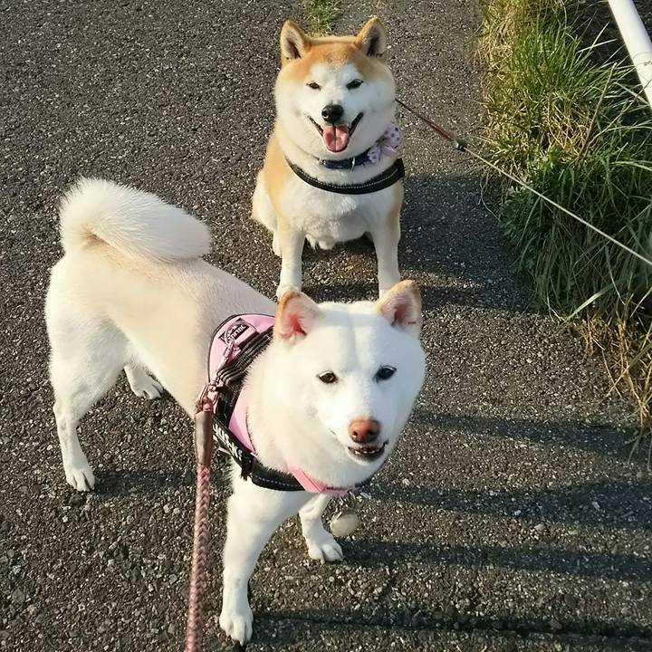 21d1eb84 0e4d 4bbc 880d 5668c61096fc 1522229868382