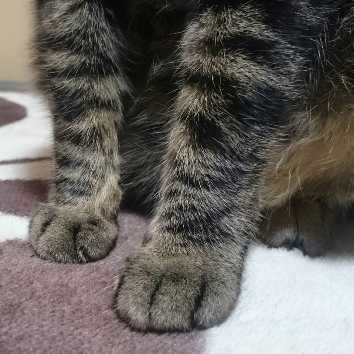 21d4838a 0354 4b37 bcfc a47430af880a 1511960090278