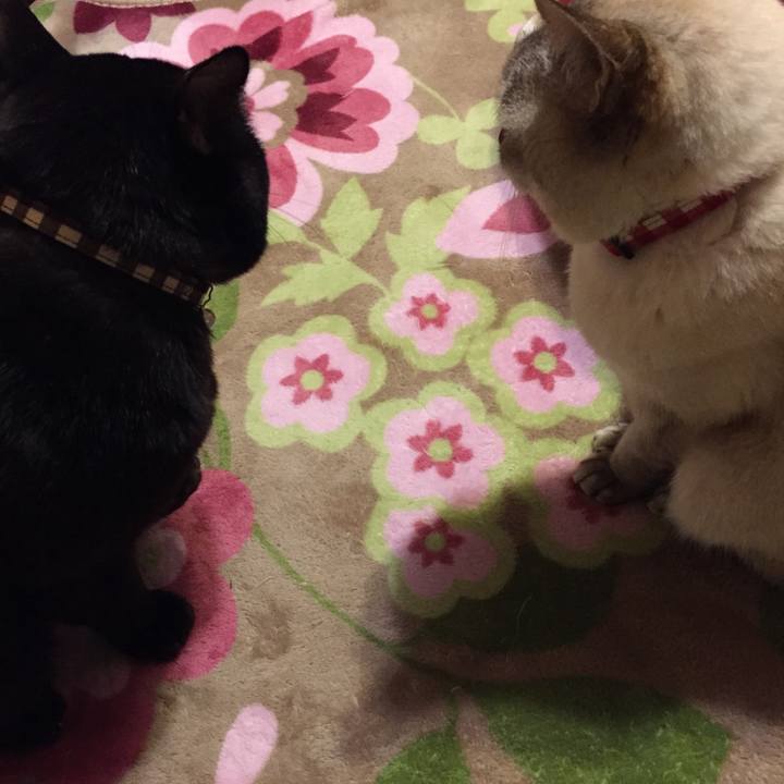 21da2f06 9cb1 4c8e 817a d985e3b085a8 1514984039762