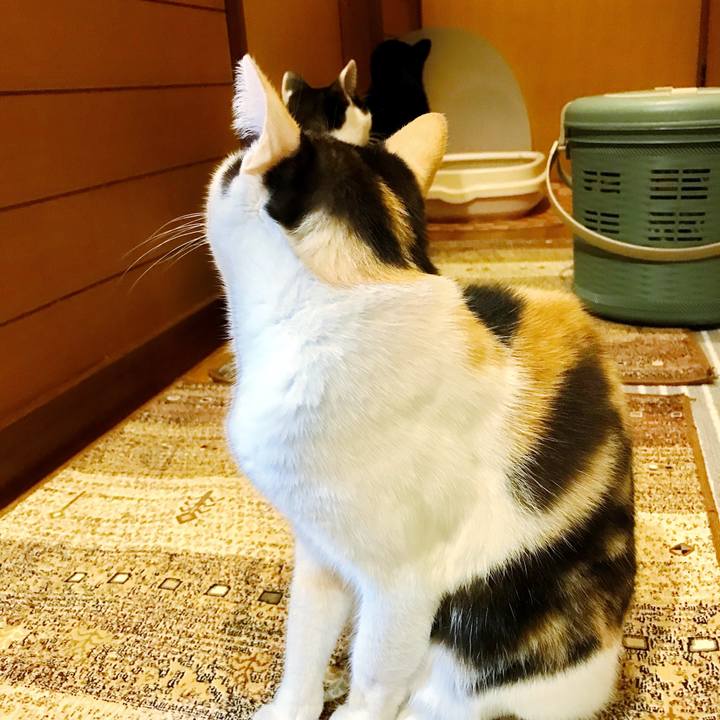 21da671b b555 4cbb b25b 7d18ec41cf23 1508821022501